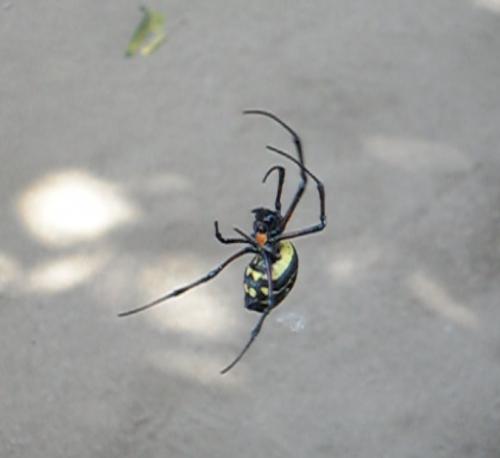 Réf. 191 726 : Nephilingis cruentata